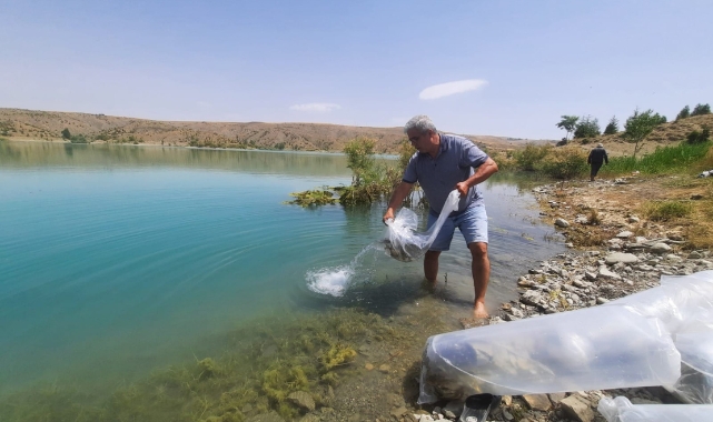 Korkuteli göletlerine sazan yavruları bırakıldı