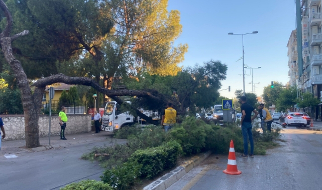 Kuruyan çam ağacı ağırlığa dayanamayarak devrildi