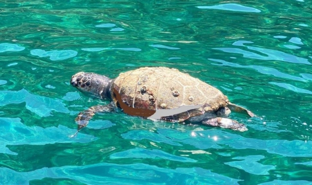 Kuşadası açıklarında ölü deniz kaplumbağası bulundu
