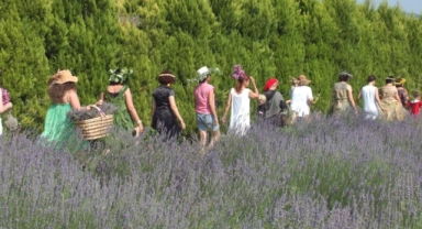 Lavanta bahçesinde defile