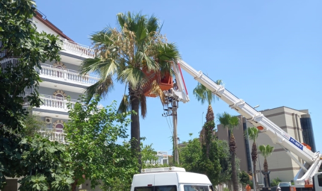 Marmaris’te palmiyeler bakıma alındı