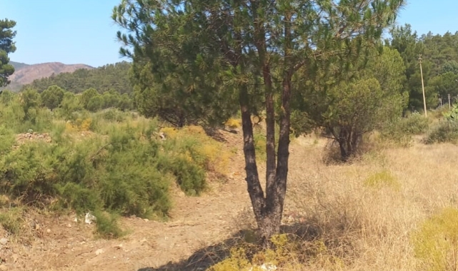 Marmaris’te yangına karşı ağaçlar budanıyor