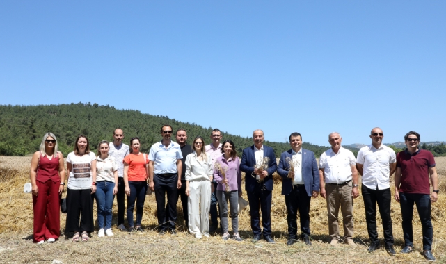 Mudanya'da buğday hasadı zamanı