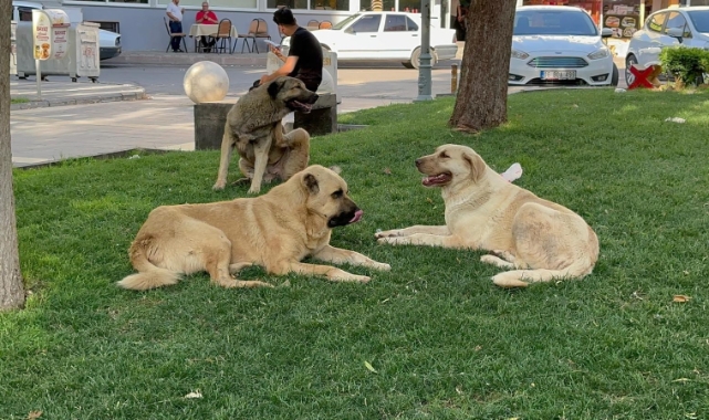 O ilde kuduz paniği! 1 kişi hastaneye kaldırıldı