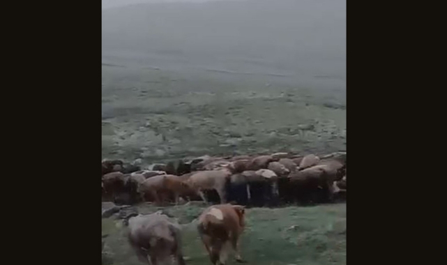 O ile temmuz ayında kar yağdı