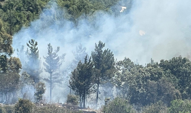 Osmaniye'de orman yangını