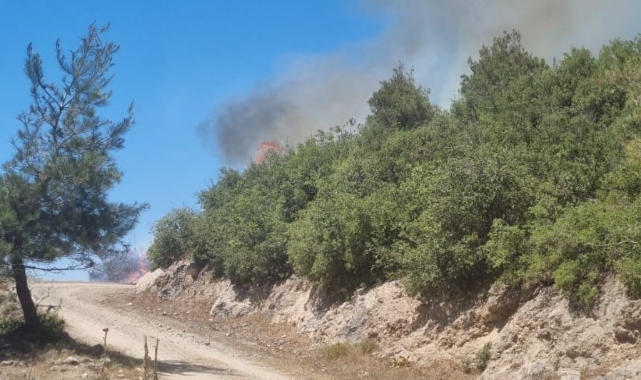 Osmaniye Hasanbeyli'de orman yangını