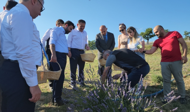Safran'dan sonra lavanta üretimine rağbet arttı