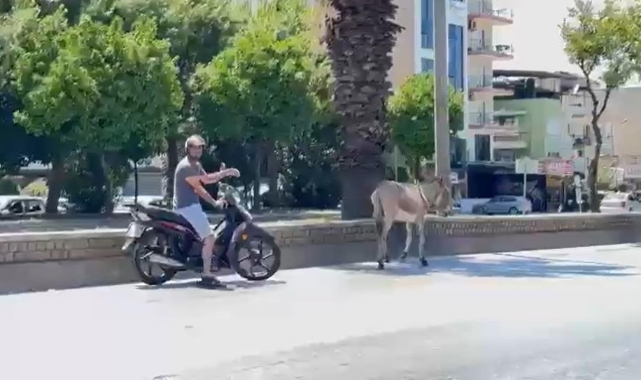 Sahipsiz eşek araç sürücülerine zor anlar yaşattı