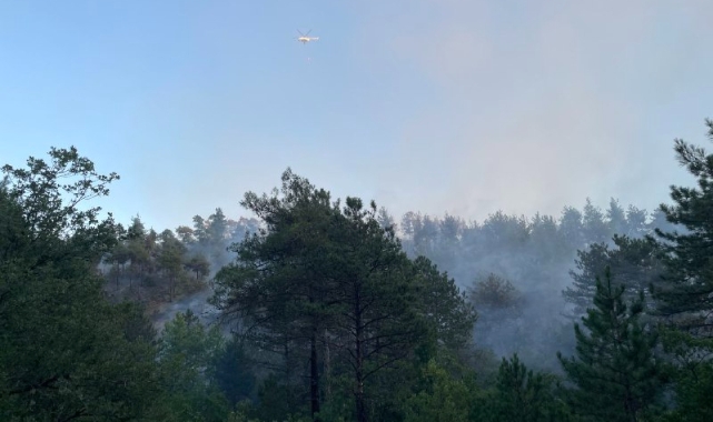 Sakarya'da çıkan orman yangını söndürüldü