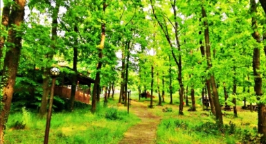 Sakarya'da ormanlık alanlara giriş yasaklandı