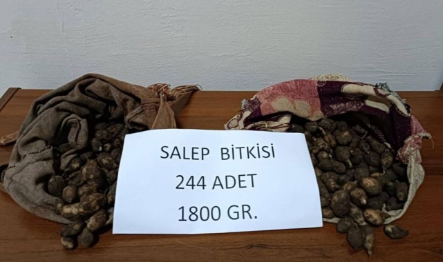 Salep soğanı toplamak pahalıya patladı