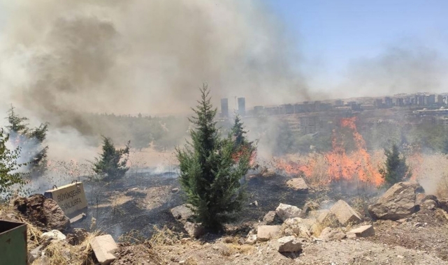 Şanlıurfa'da orman yangını