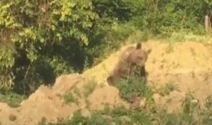 Sinop’ta ayı kameraya yakalandı