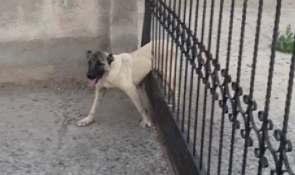 Sivas’ta demir kapıya sıkışan köpek kurtarıldı