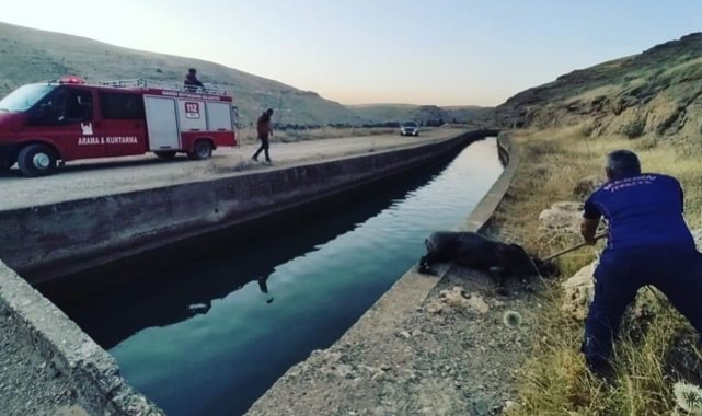 Sulama kanalına düşen domuz kurtarıldı