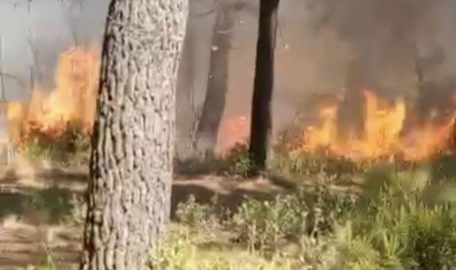 Sultangazi’deki kent ormanında yangın