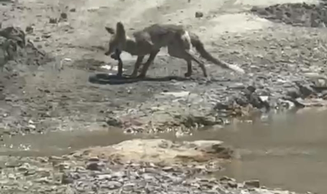 Tilki ile yılanın yaşam savaşı