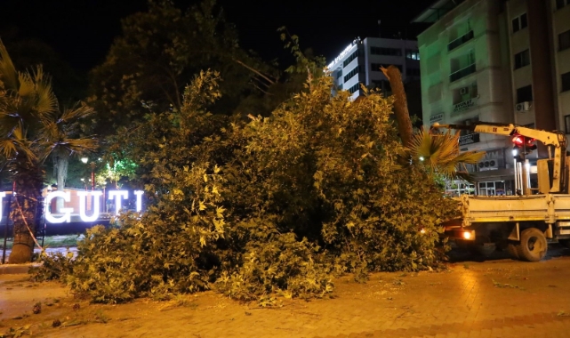 Turgutlu'da fırtına ağacı devirdi
