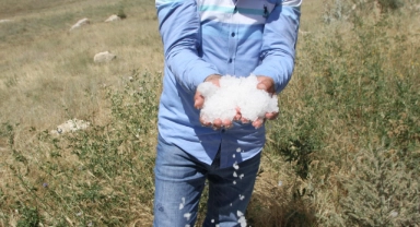 Yağış tarım arazilerine zarar verdi