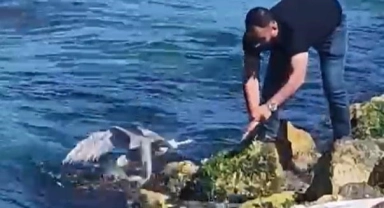 Yalova'da balıkçının oltasına martı takıldı