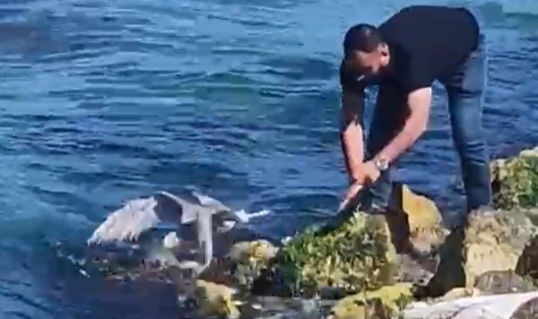 Yalova'da balıkçının oltasına martı takıldı