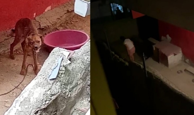 Yavru köpeği sopayla dövdü