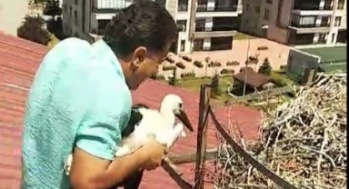Yavru leylek için kendisini tehlikeye attı