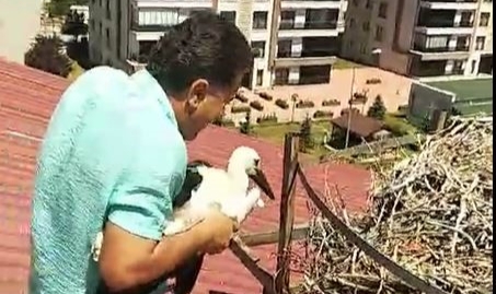Yavru leylek için kendisini tehlikeye attı