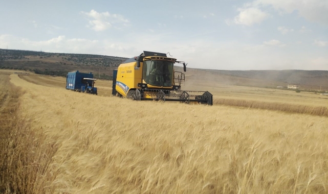 Yavuzeli’nde buğday hasadı sürüyor