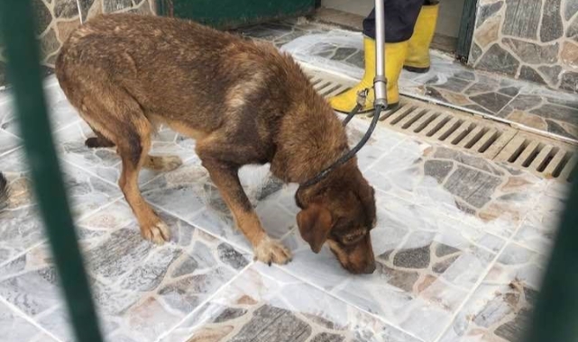 Yaylada ölüme terk edilen köpekler koruma altına alındı