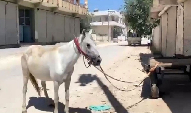 Yeni aldığı at hayatının şokunu yaşattı