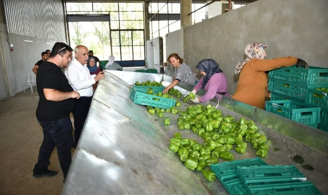 Yenişehir biberi yeni yatırımlarla dünyaya pazarlanıyor