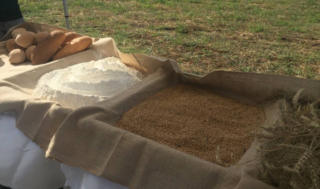 Yılın hasadı Kestel'de başladı
