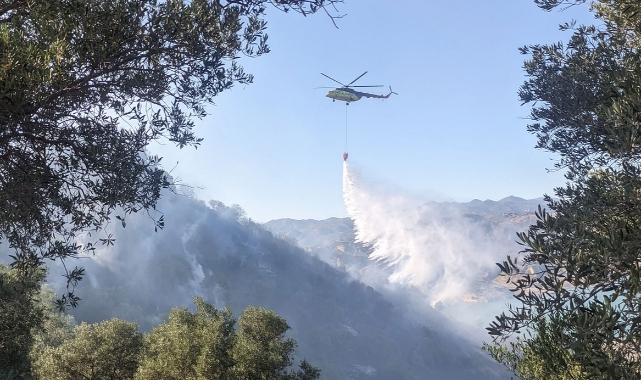 Zeytinlik alanda korkutan yangın