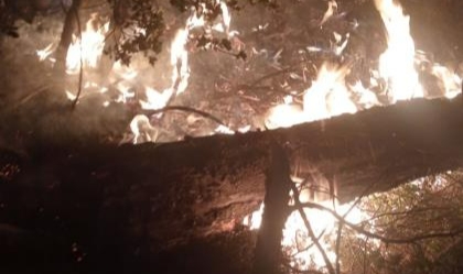 Adana'daki orman yangını kontrol altına alındı