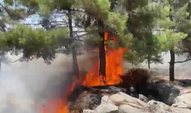 Adıyaman'da orman yangını paniği