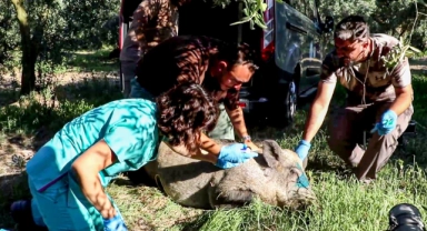 Bursa'da anne domuzun yardımına ekipler koştu
