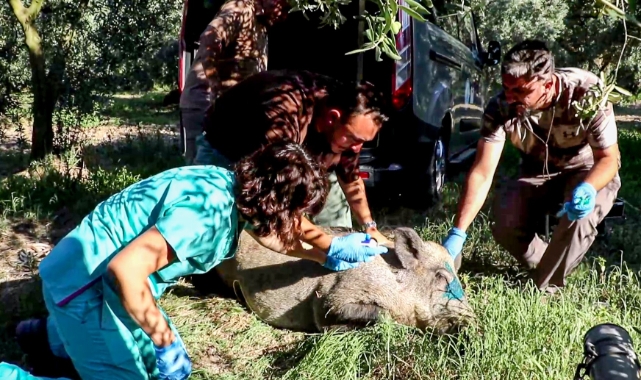 Bursa'da anne domuzun yardımına ekipler koştu