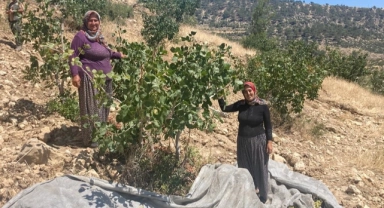 Antep fıstığı ağaçları meyve verdi