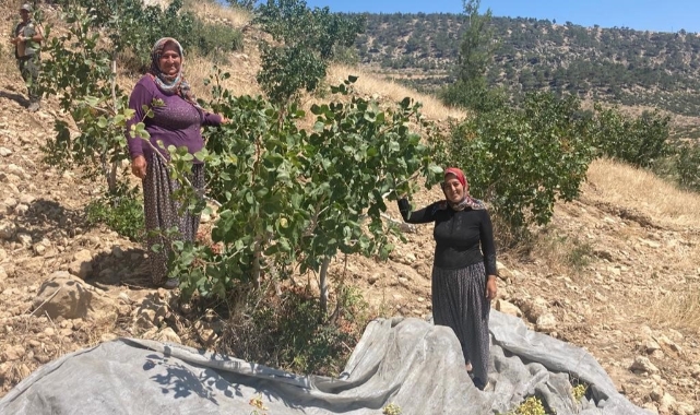 Antep fıstığı ağaçları meyve verdi