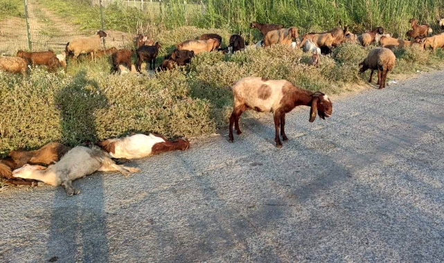 Arazide otlayan 48 küçükbaş öldü!