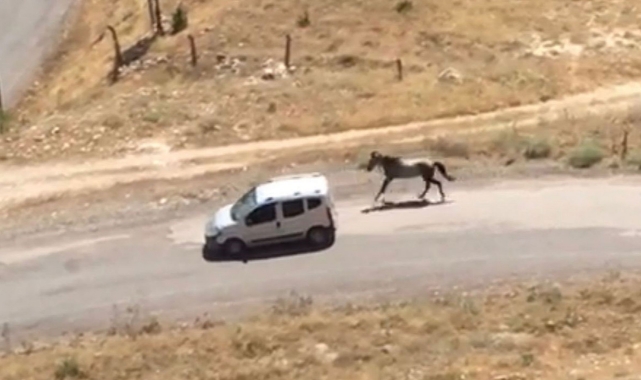 Atı aracın arkasına bağlayıp kilometrelerce koşturdu