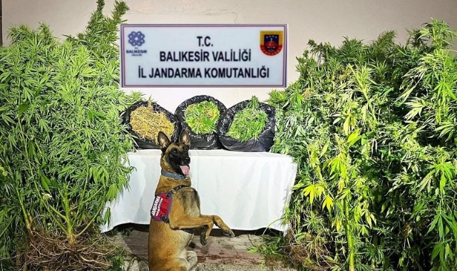 Balıkesir'de organize suç operasyonu: 36 gözaltı