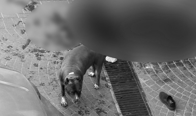 Bir kişi, pitbull saldırısına uğradı