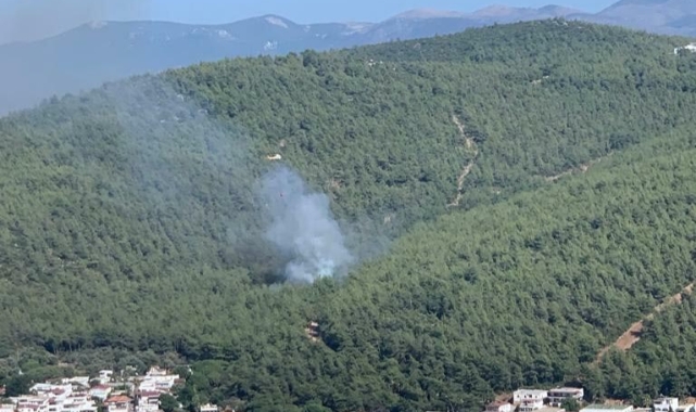 Bodrum'da orman yangını