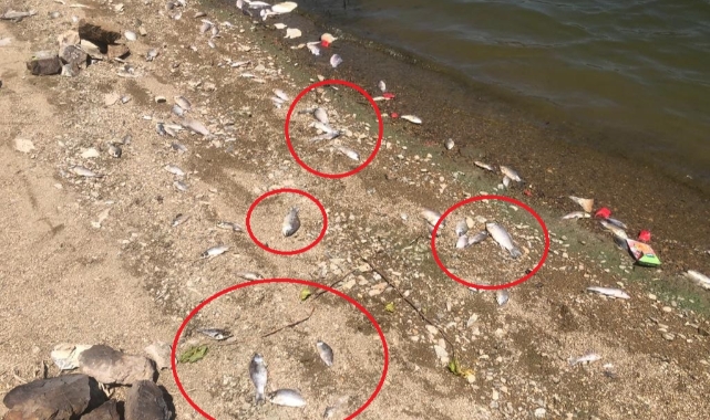 Boğazköy Barajı'nda ölü balıklar karaya vurdu