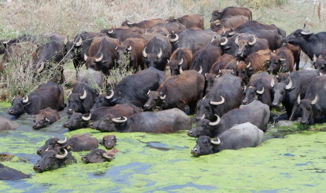 Burası Serengeti değil Erzurum Ovası