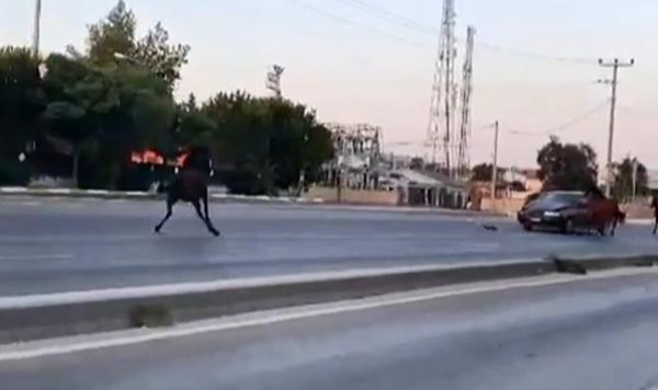 Bursa’da başıboş atlar trafiği birbirine kattı