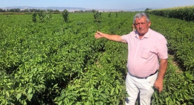 Bursa'da biber tarlada 5 liraya satılamıyor